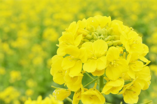 終了 まさに今が見頃のピーク 横須賀 長井海の手公園 ソレイユの丘で 菜の花まつり 開催 Retrip リトリップ