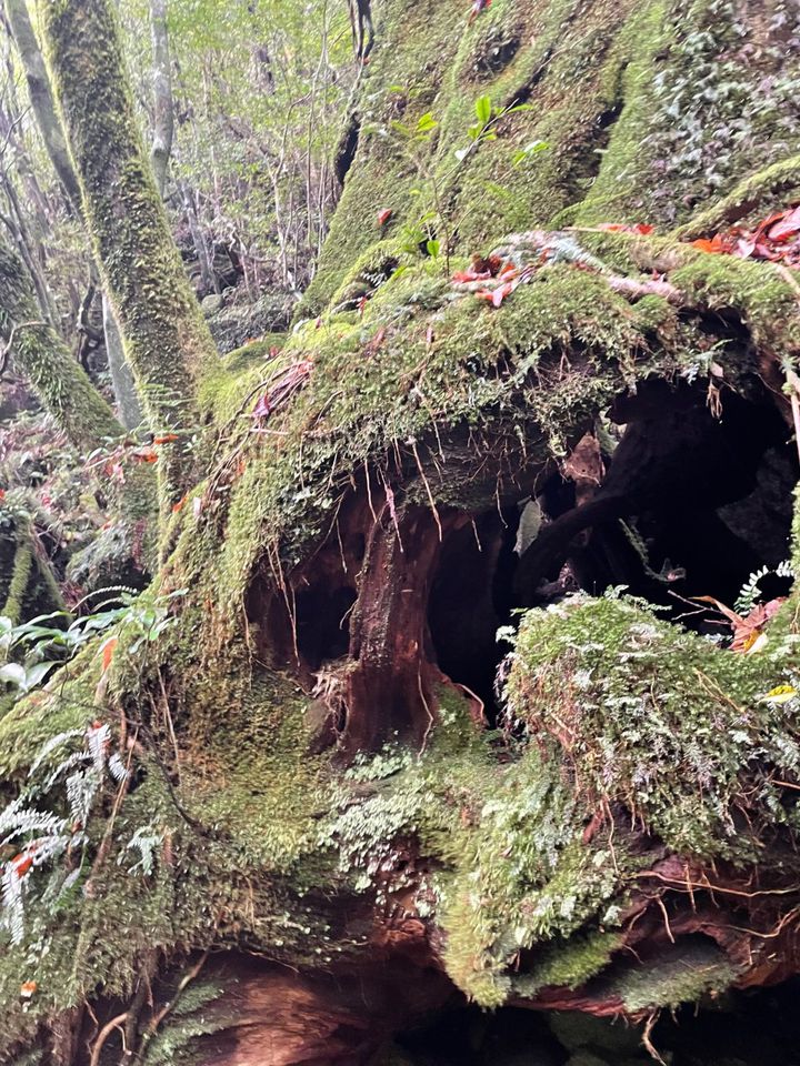 世界自然遺産の屋久島でアドベンチャーツーリズム 体験すべき5つのポイントとは Retrip リトリップ