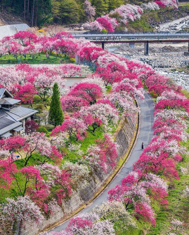 GWにも行ける桃色の絶景！日本で見つけた可愛いピンクのスポット9選