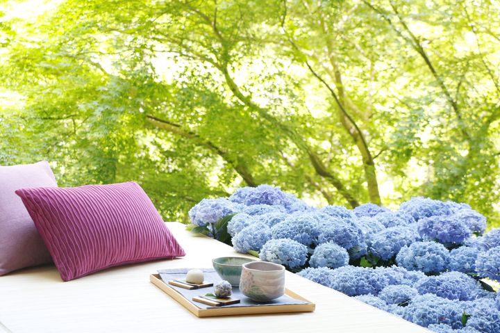 紫陽花に囲まれながら、至福のひとときを過ごす。「界 箱根」にて、梅雨の風物詩を楽しむ「あじさい尽くし滞在」提供