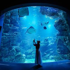 京都 駅 水族館 バス コレクション