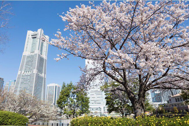 【終了】桜前線北上中！見るもよし！食べるもよし！桜満開の関東で今週したいこと10選