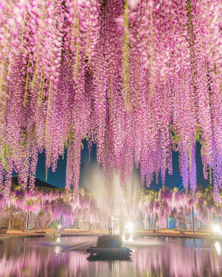 薄ピンク紫地の草色横縞の３点セット 5月28日（水）のひがしもこと芝桜公園、見頃続いています
