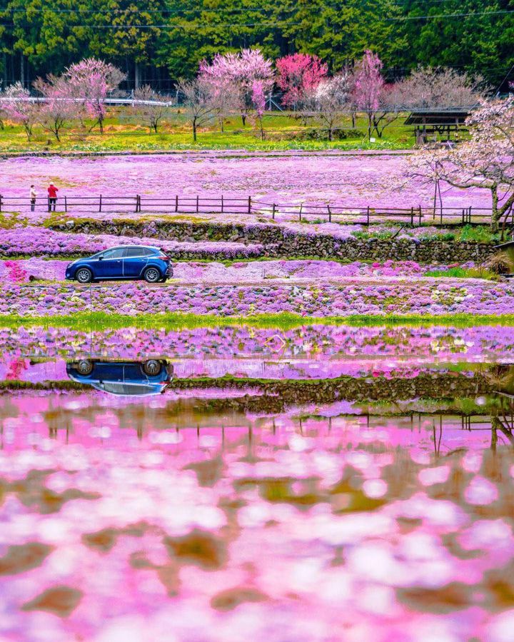 4月のお出かけはここに決まり！RETRIP日本が選ぶ春の全国絶景スポット