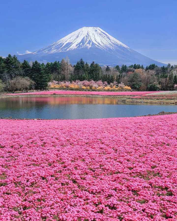 4月のお出かけはここに決まり！RETRIP日本が選ぶ春の全国絶景スポット
