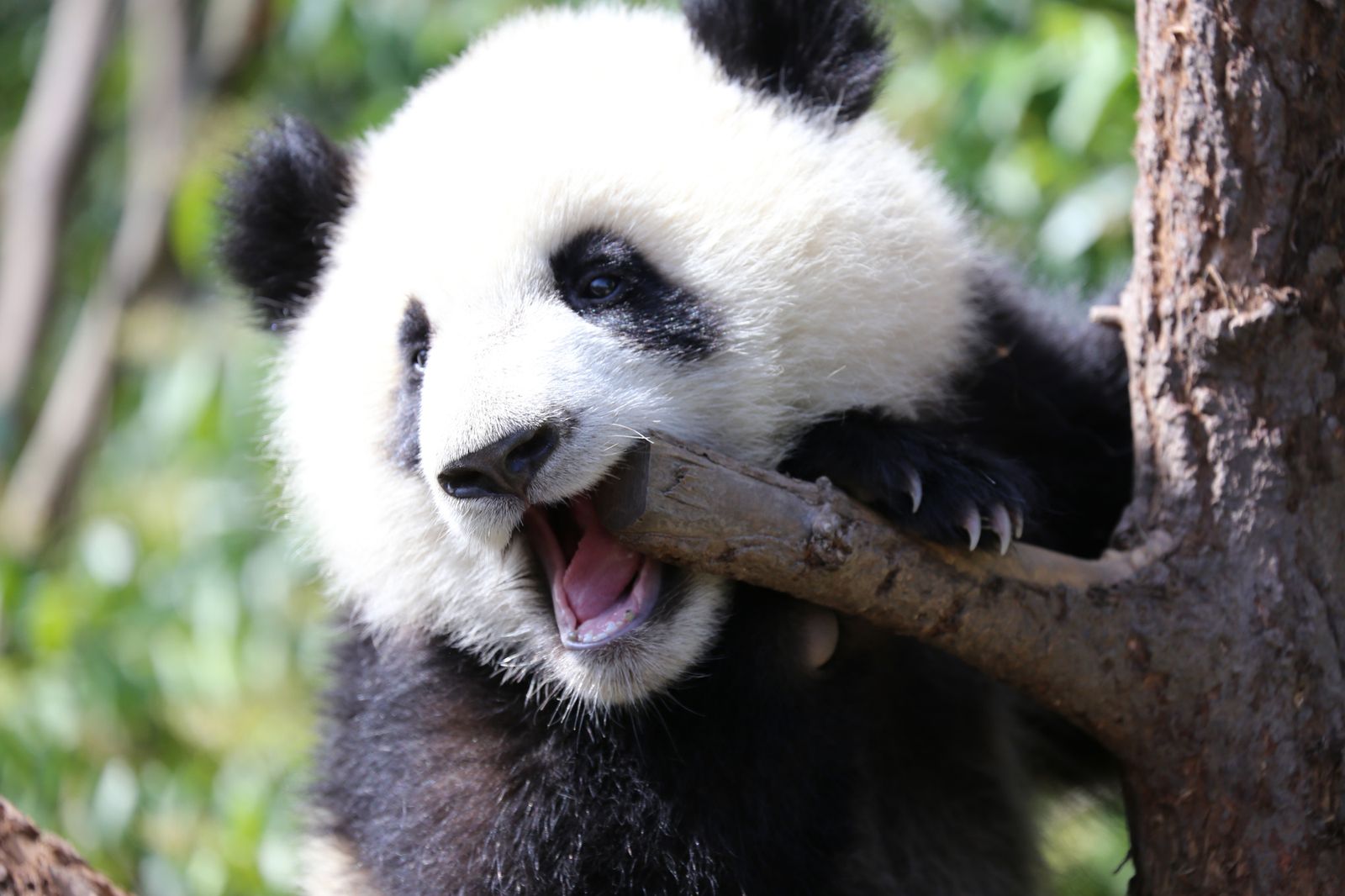 本物のパンダとの触れ合い 究極の贈り物 愛する人への深い思いやり_1 パンダがつなぐ、いのちと絆～未来の神戸にパンダを