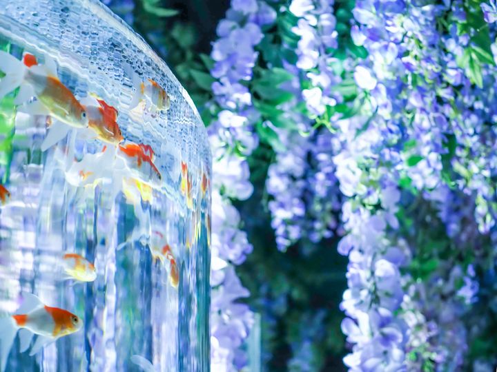 終了】初夏、君と過ごす特別を。「アートアクアリウム美術館GINZA」藤