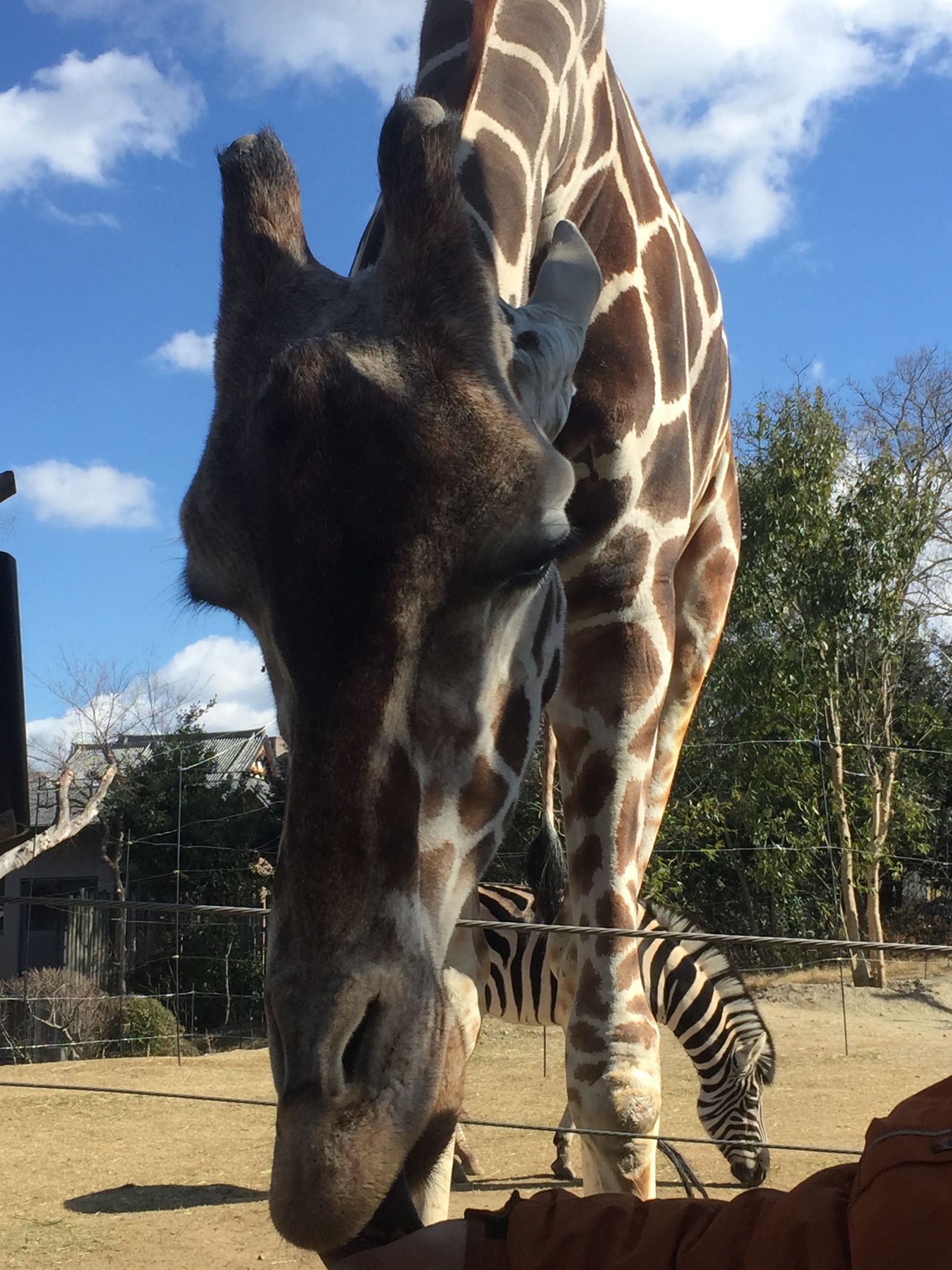 開園110周年!“都心のオアシス”天王寺動物園の見どころを紹介 | くふうトリップ(旧RETRIP)