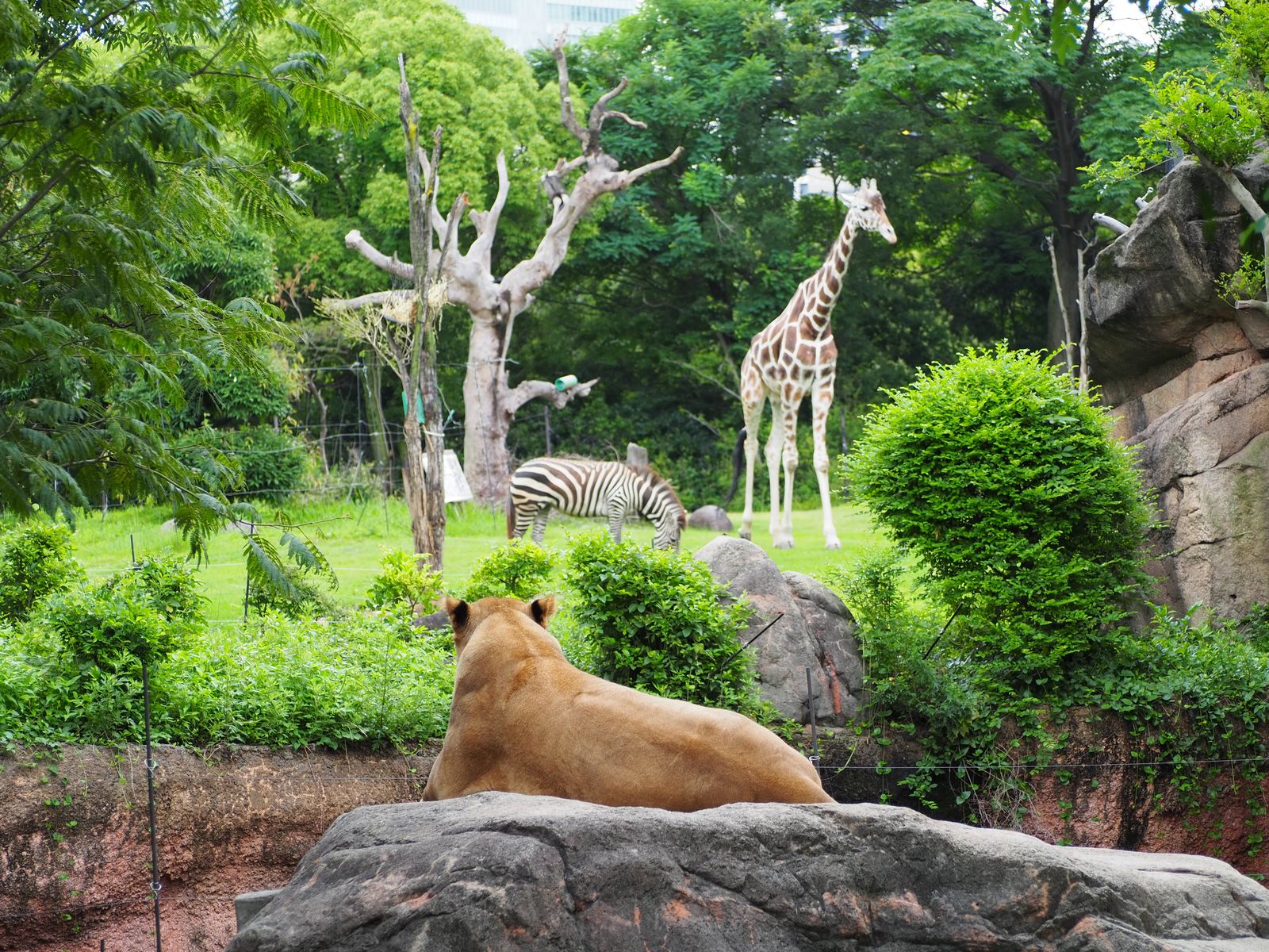 開園110周年!“都心のオアシス”天王寺動物園の見どころを紹介 | くふうトリップ(旧RETRIP)