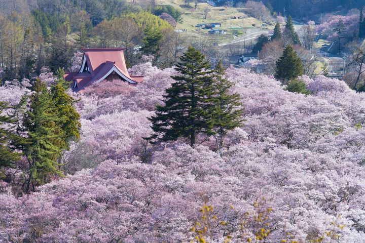 日本の桜は美しい 世界を魅了する桜の絶景ランキングbest10 Retrip リトリップ
