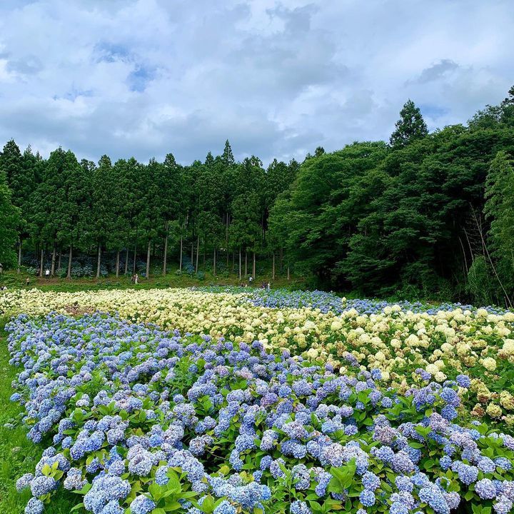 幻想的な梅雨の景色 息を呑むほど美しい日本全国の 紫陽花の名所 14選 Retrip リトリップ