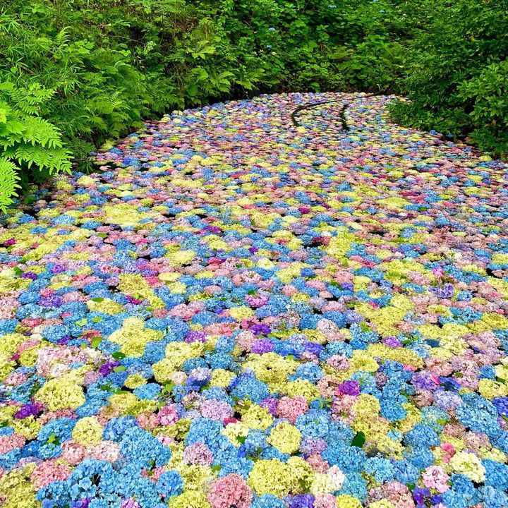 幻想的な梅雨の景色 息を呑むほど美しい日本全国の 紫陽花の名所 15選 Retrip リトリップ