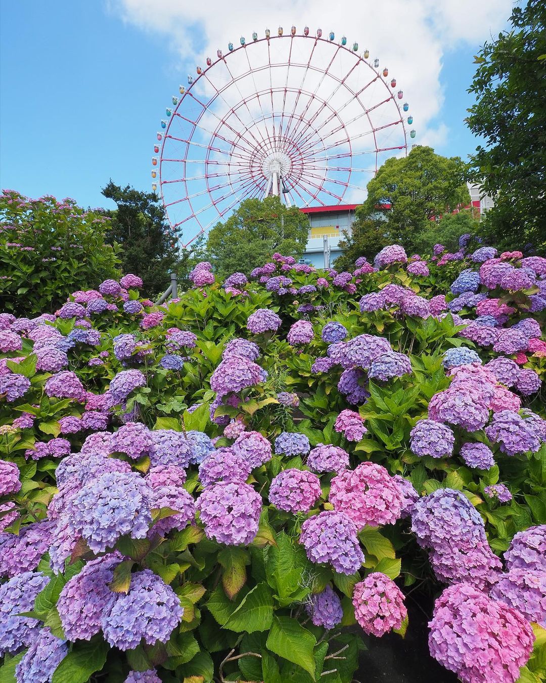 幻想的な梅雨の景色 息を呑むほど美しい日本全国の 紫陽花の名所 14選 Retrip リトリップ