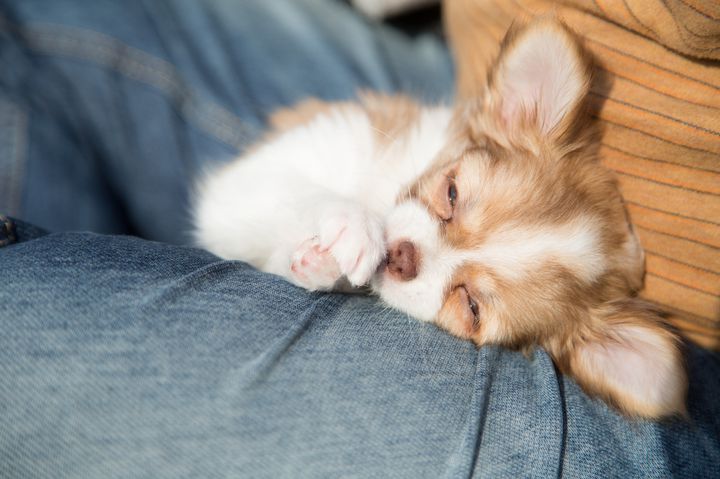 癒される 大阪でおすすめの通いたくなる犬カフェ6選 Retrip リトリップ