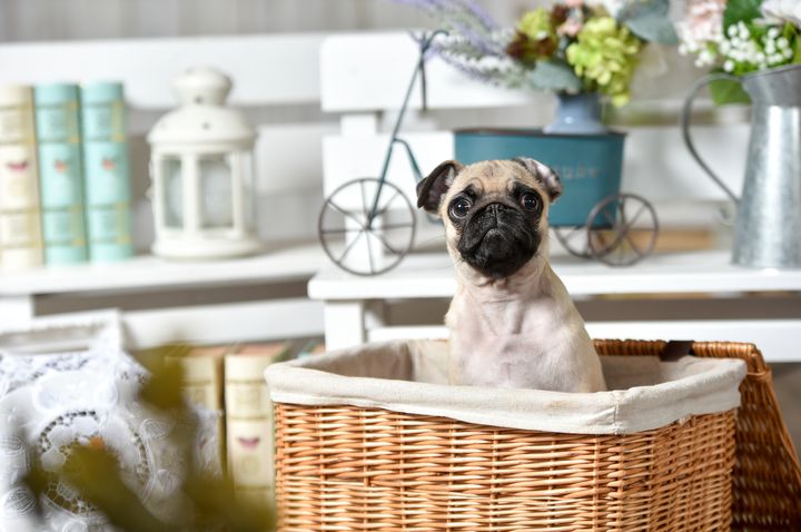 癒される 大阪でおすすめの通いたくなる犬カフェ6選 Retrip リトリップ