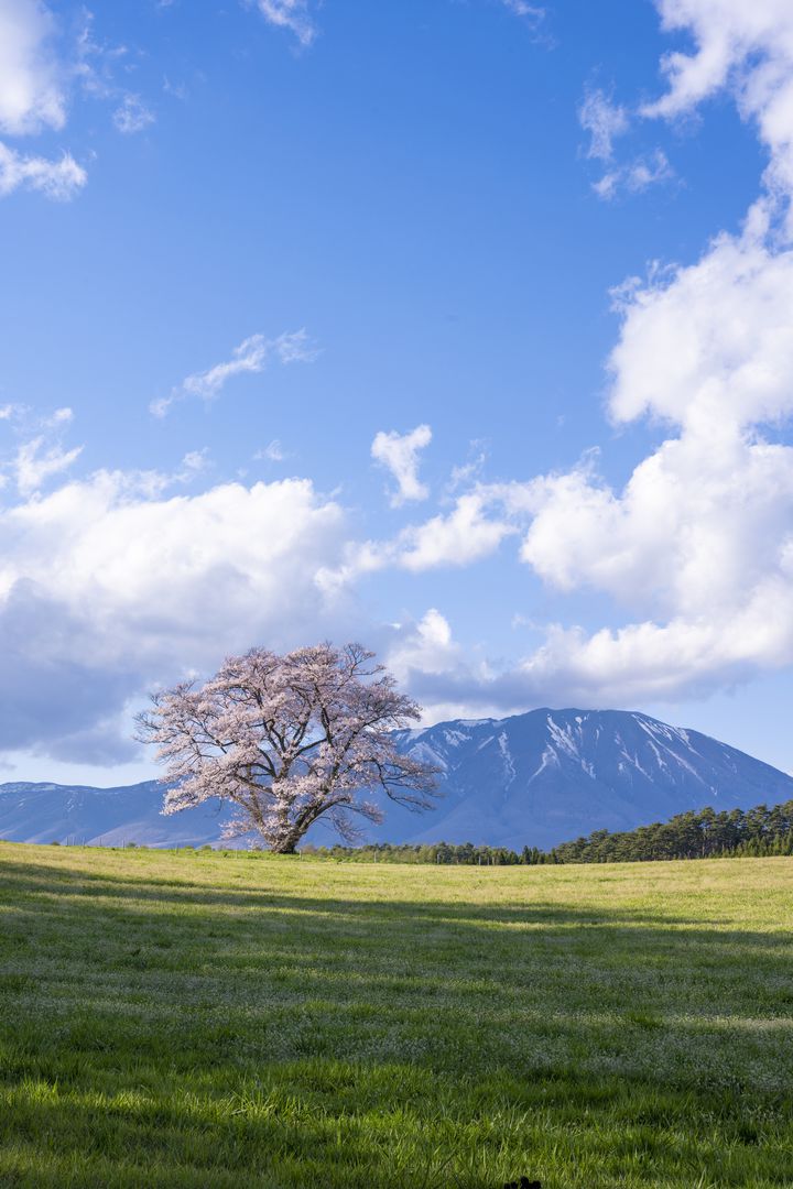 春の訪れは、すぐそこに。美しすぎる日本全国の"一本桜"14選