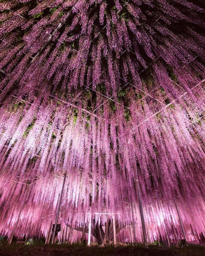 この季節限定の“紫のカーテン”！春にしか見られない「藤の名所」14選