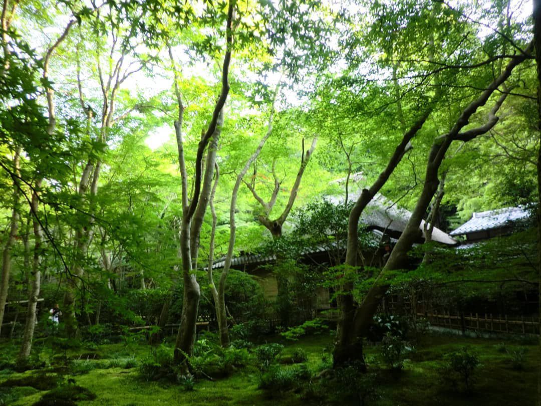 まさにフォトジェニック 緑の絶景に癒される 京都 夏 の名所12選 Retrip リトリップ