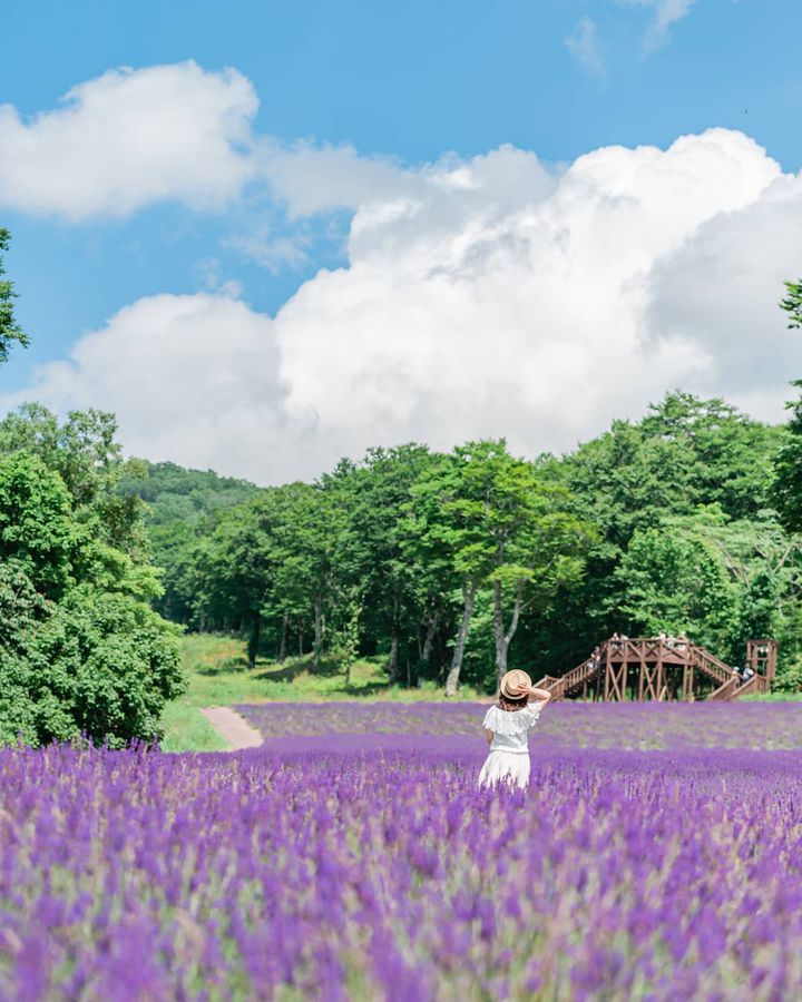 デートにおすすめ！関東地方の「5～7月が見頃」な花畑スポットまとめ