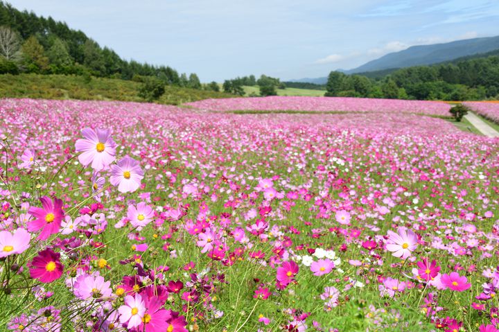 Snsを秋色に衣替え 8月 9月に見頃を迎える コスモス畑 15選 Retrip リトリップ