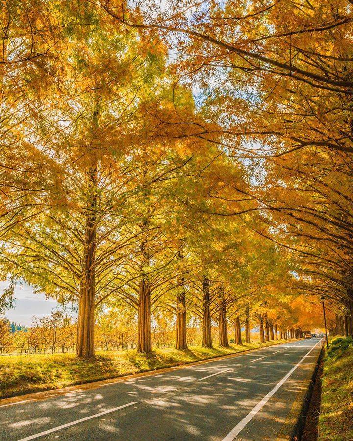 マキノ高原のメタセコイア並木