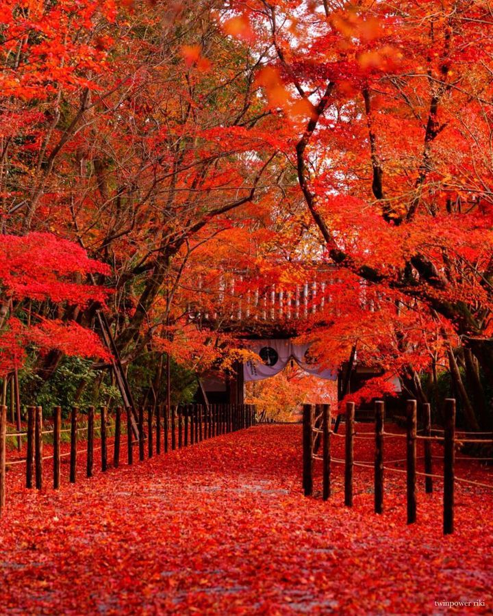 秋旅行は紅く染まる京都へ 思わず息を呑む絶景紅葉スポット11選 寺社編 Retrip リトリップ