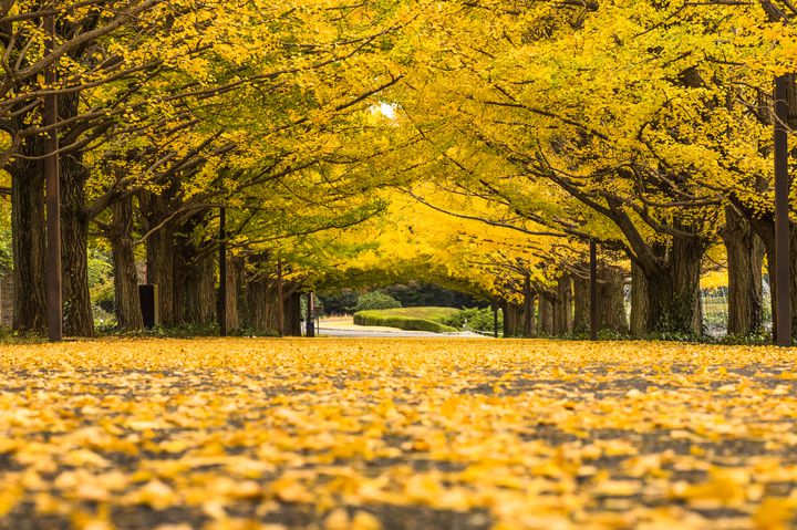 今年は記憶に残る紅葉を。関東のいつもと違った見方ができる紅葉の15の場所と方法