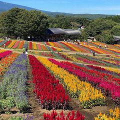 花 花 花に囲まれて 7月にみたい関東地方の 花の絶景 8選はこれだ Retrip リトリップ