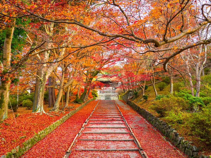 秋は紅葉を見上げるだけ この秋行きたい 秋の絨毯スポット 11選 Retrip リトリップ