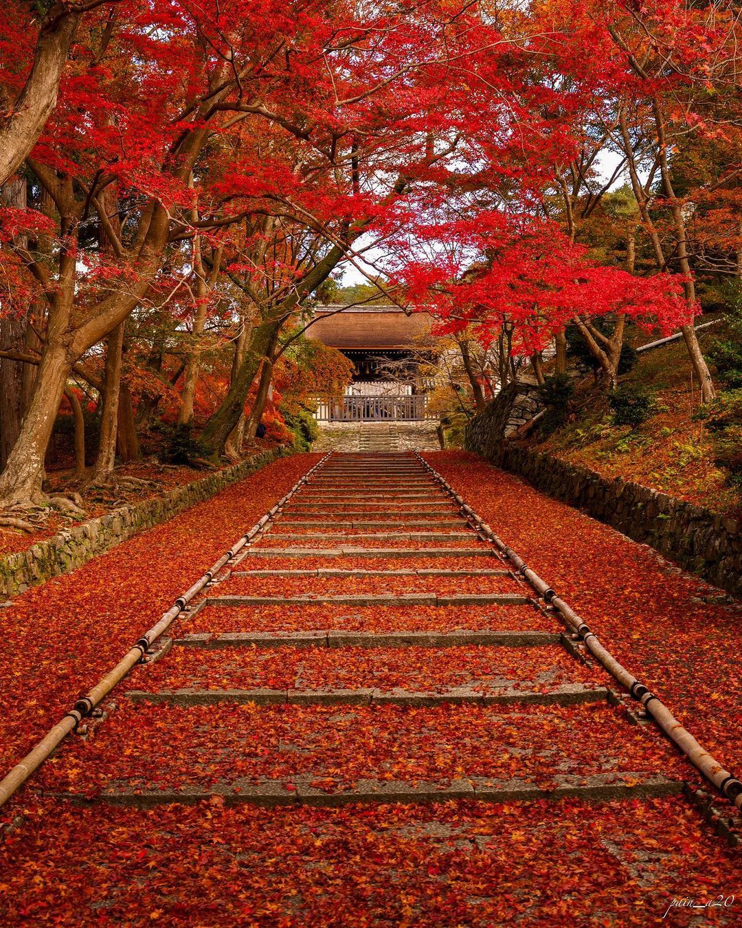 メイン画像 秋は紅葉を見上げるだけ この秋行きたい 秋の絨毯スポット 11選 Retrip リトリップ