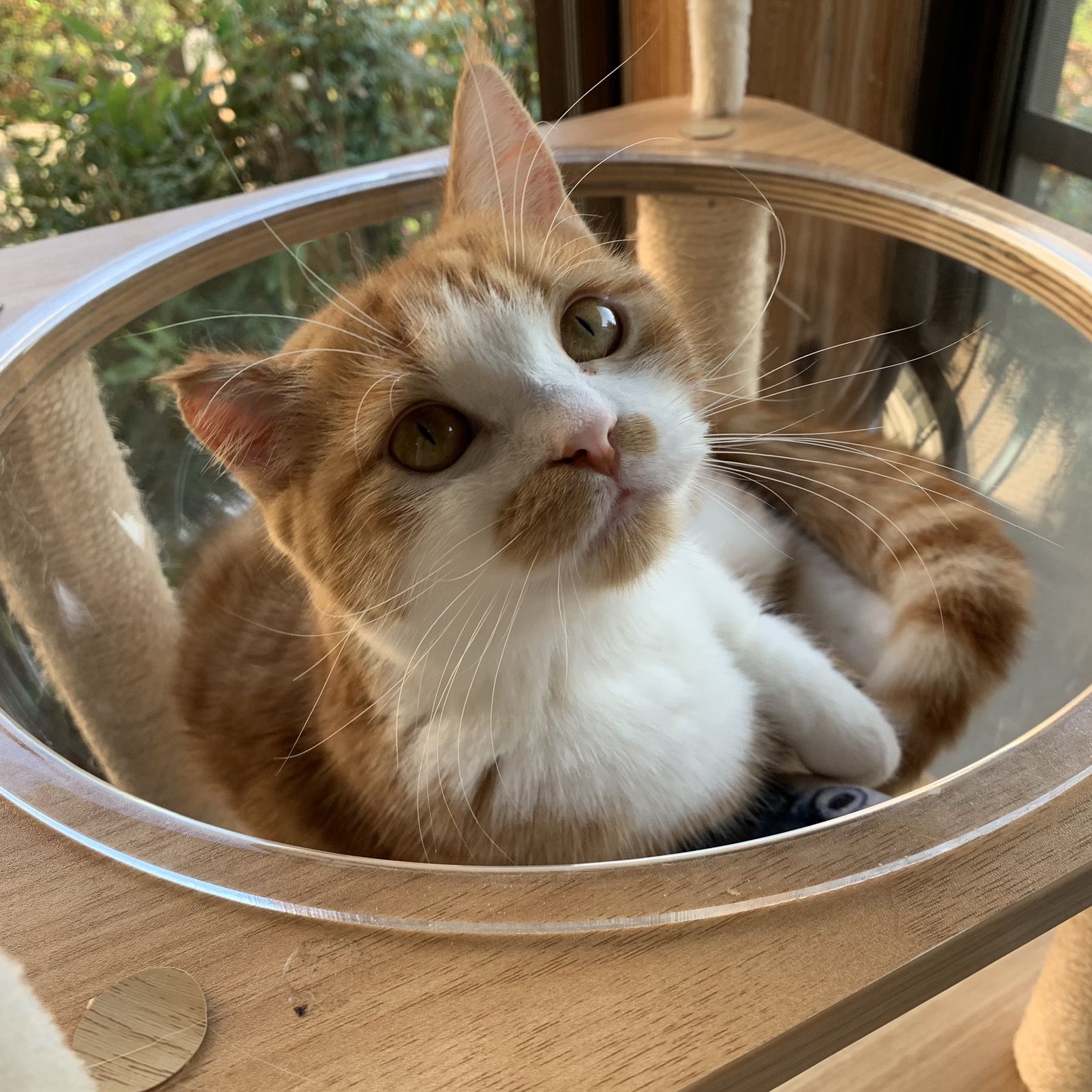 猫ちゃんと楽しい時間を過ごそう! 猫ちゃんと楽しい時間を過ごそう!