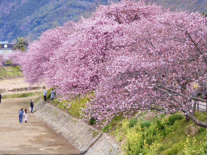 絶景もグルメも楽しむ冬のドライブ！3月におすすめの関東近郊ドライブスポット10選