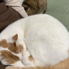 日頃の疲れを癒したい方必見 神奈川の可愛さに癒される猫カフェ5選 Retrip リトリップ