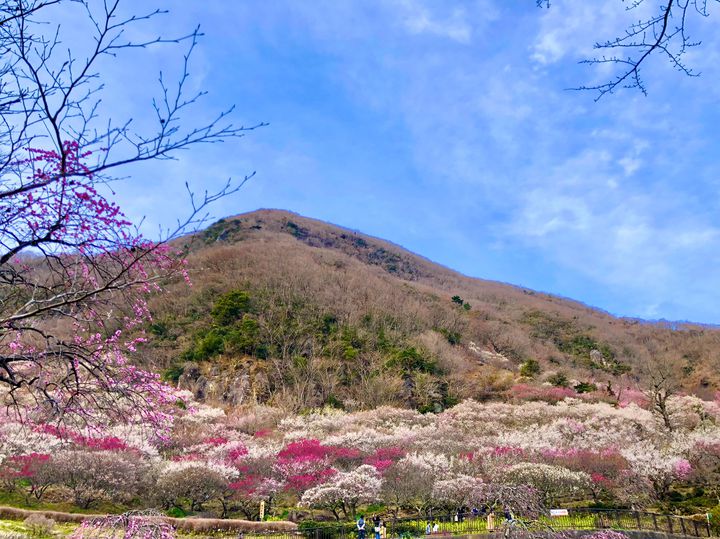 花散歩