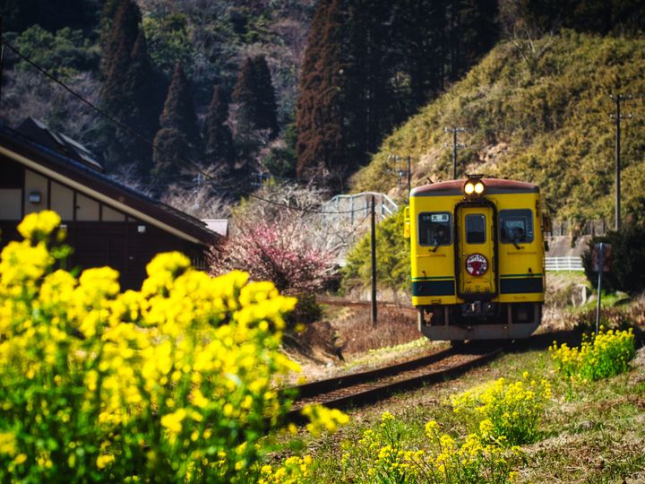 花散歩