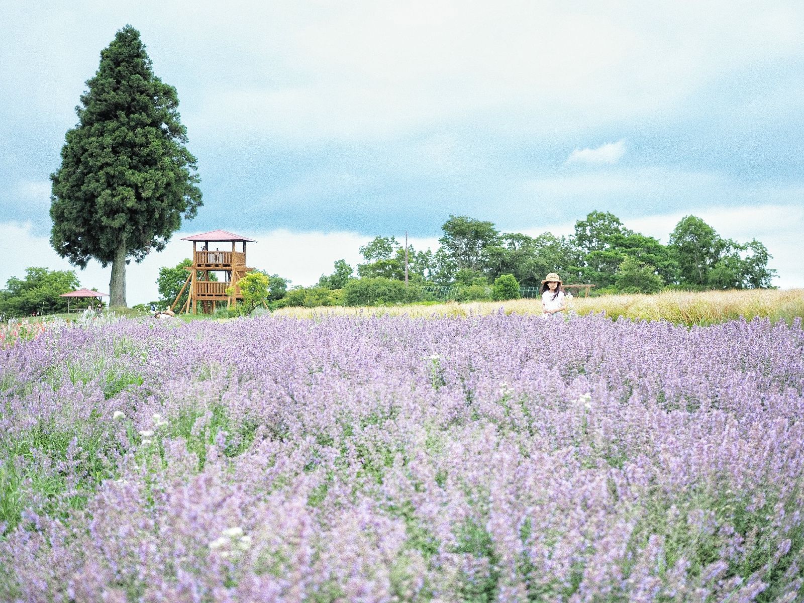 初夏のおでかけに！関西地方の「5月～7月が見頃」な花畑スポットまとめ