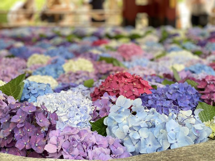 紫陽花を見に行きたい 失敗しない 鎌倉1日プラン はこれで決まり Retrip リトリップ