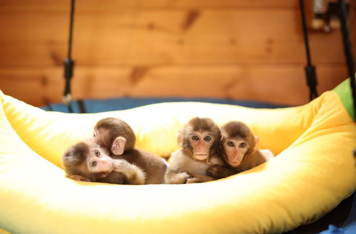 可愛いおさるたちに会える 栃木 日光 おさるランド 日光さる軍団 が気になる Retrip リトリップ