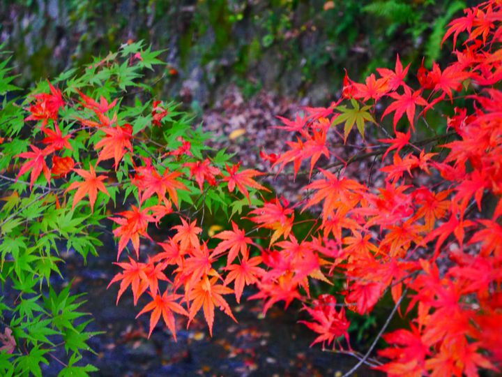 紅葉様 紅葉✰様♡専用ページ 2024最新紅葉ならここ!多治見の人気 紅葉様 紅葉✰様♡専用ページ 2024最新紅葉ならここ!多治見の人気