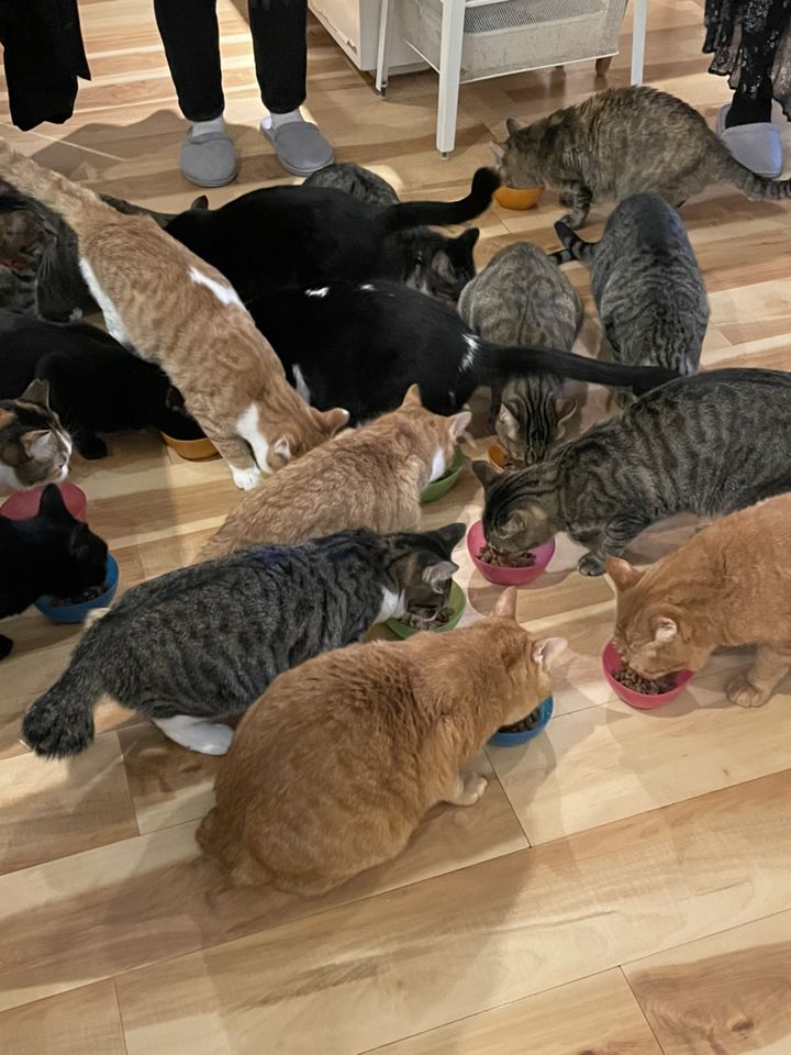写真一覧 猫カフェ キューリグ ロフト天神店 Retrip リトリップ