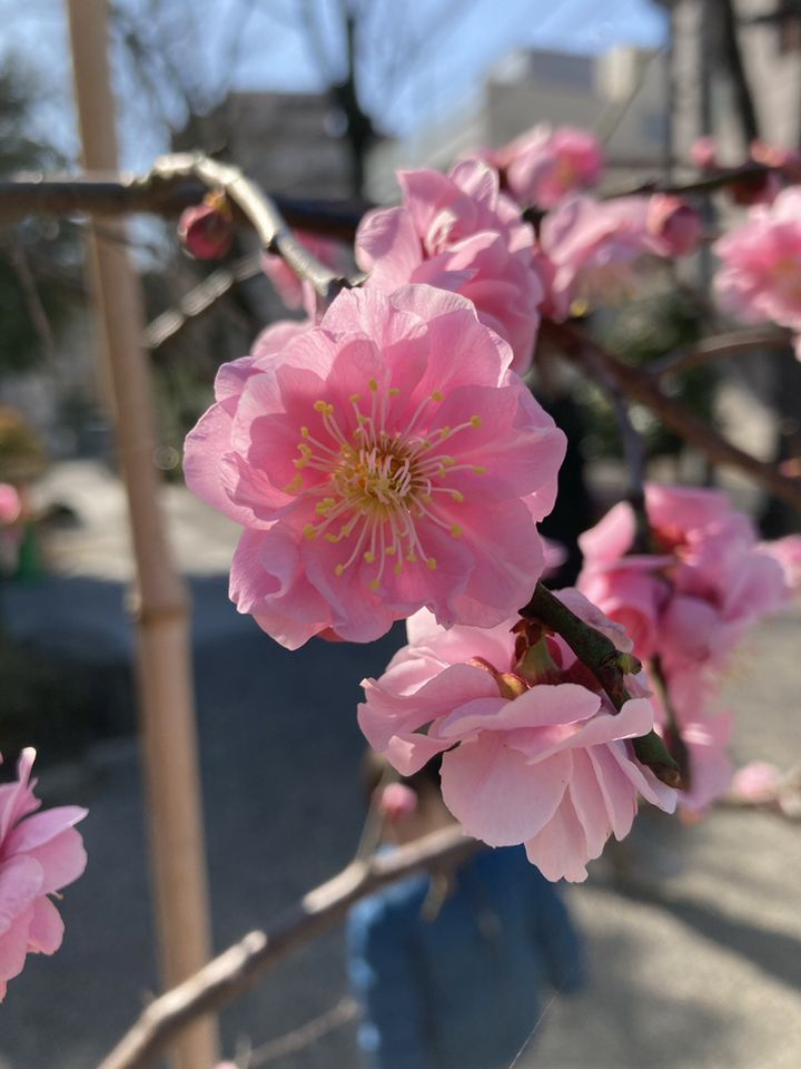 花散歩